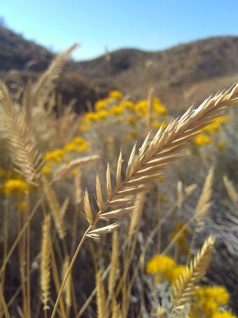 @iNaturalis_©emacdougal field of wheat