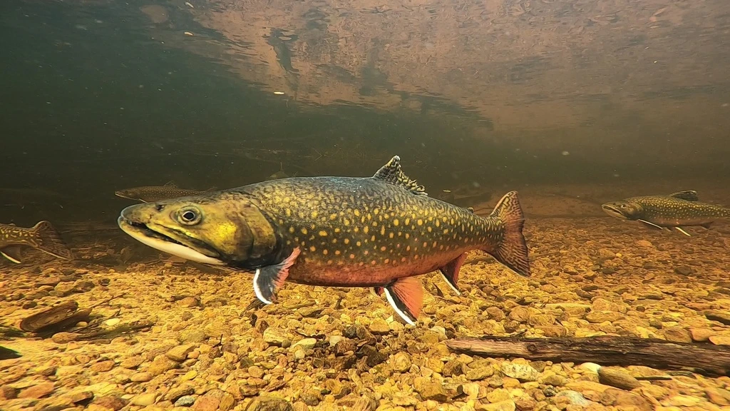 Fish underwater with rocky bottom