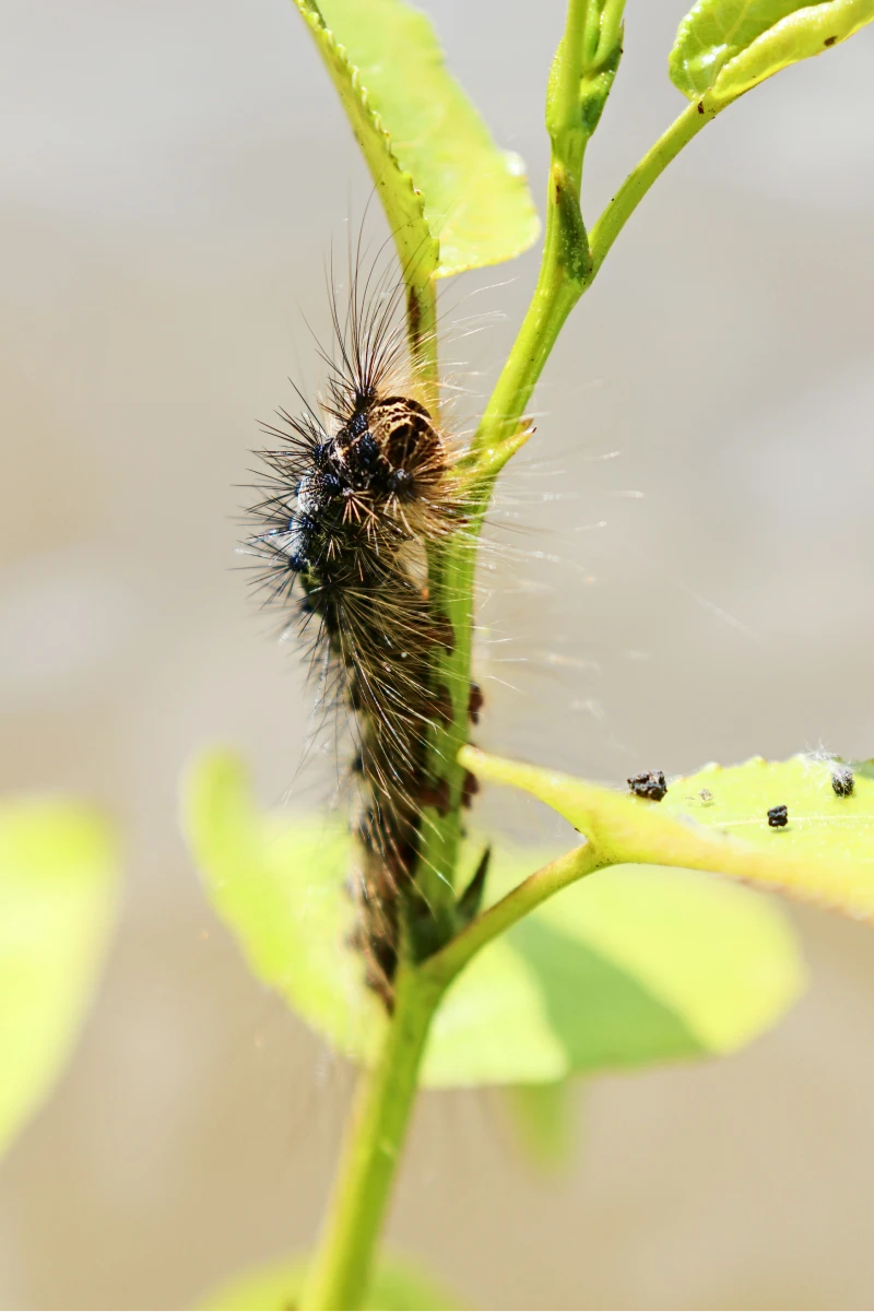 Chenille sur une branche d'arbre