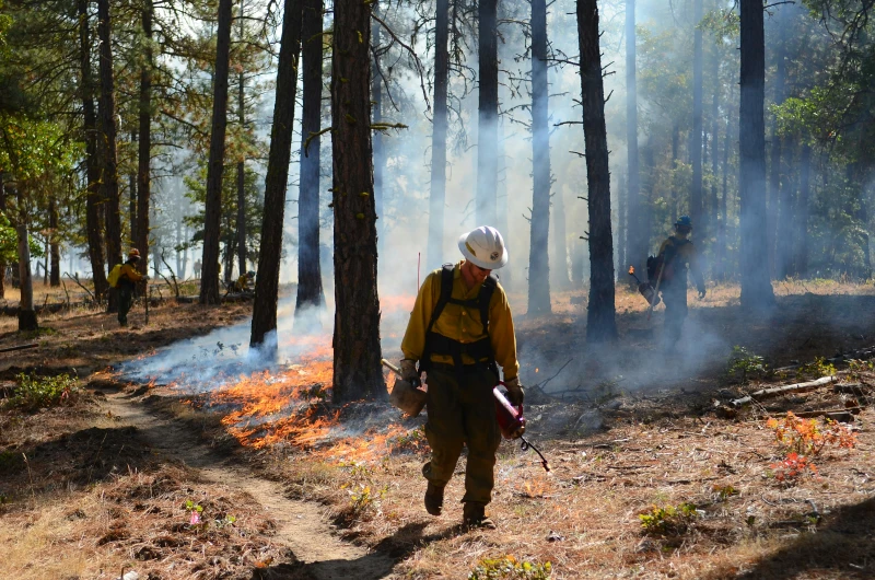Firefighter walking through a forest setting controlled fires