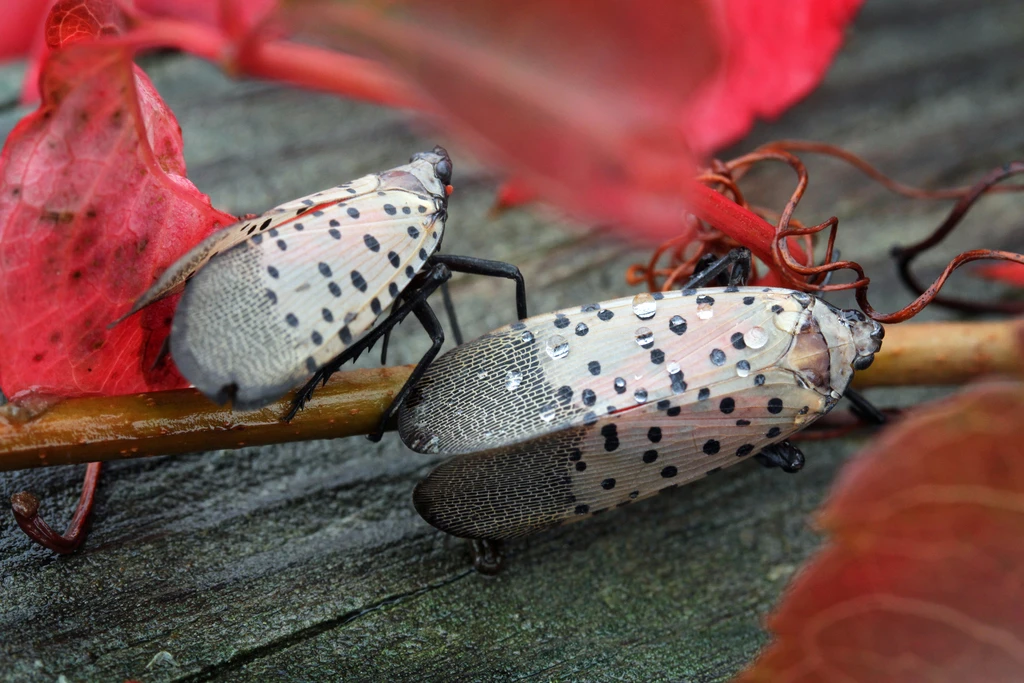 Two Insects on a branch