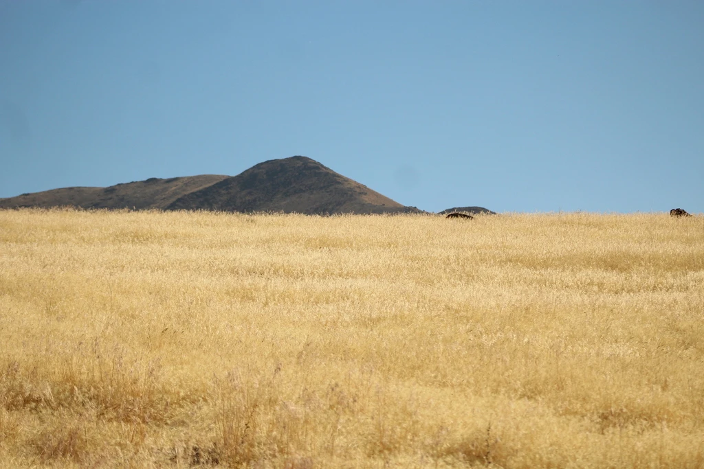Invasive Cheatgrass covers the landscape in Nevada, US