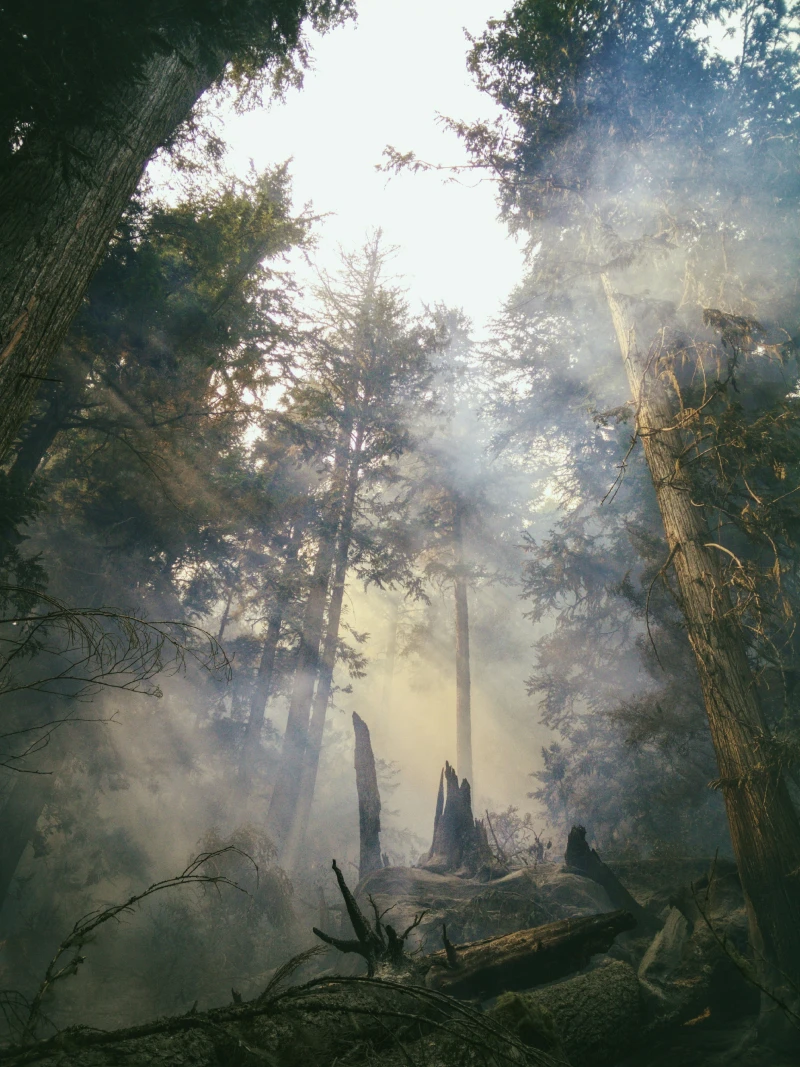 Forest with smoke