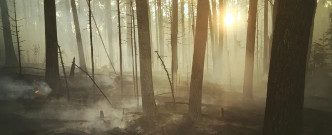 Forest filled with smoke and the sun
