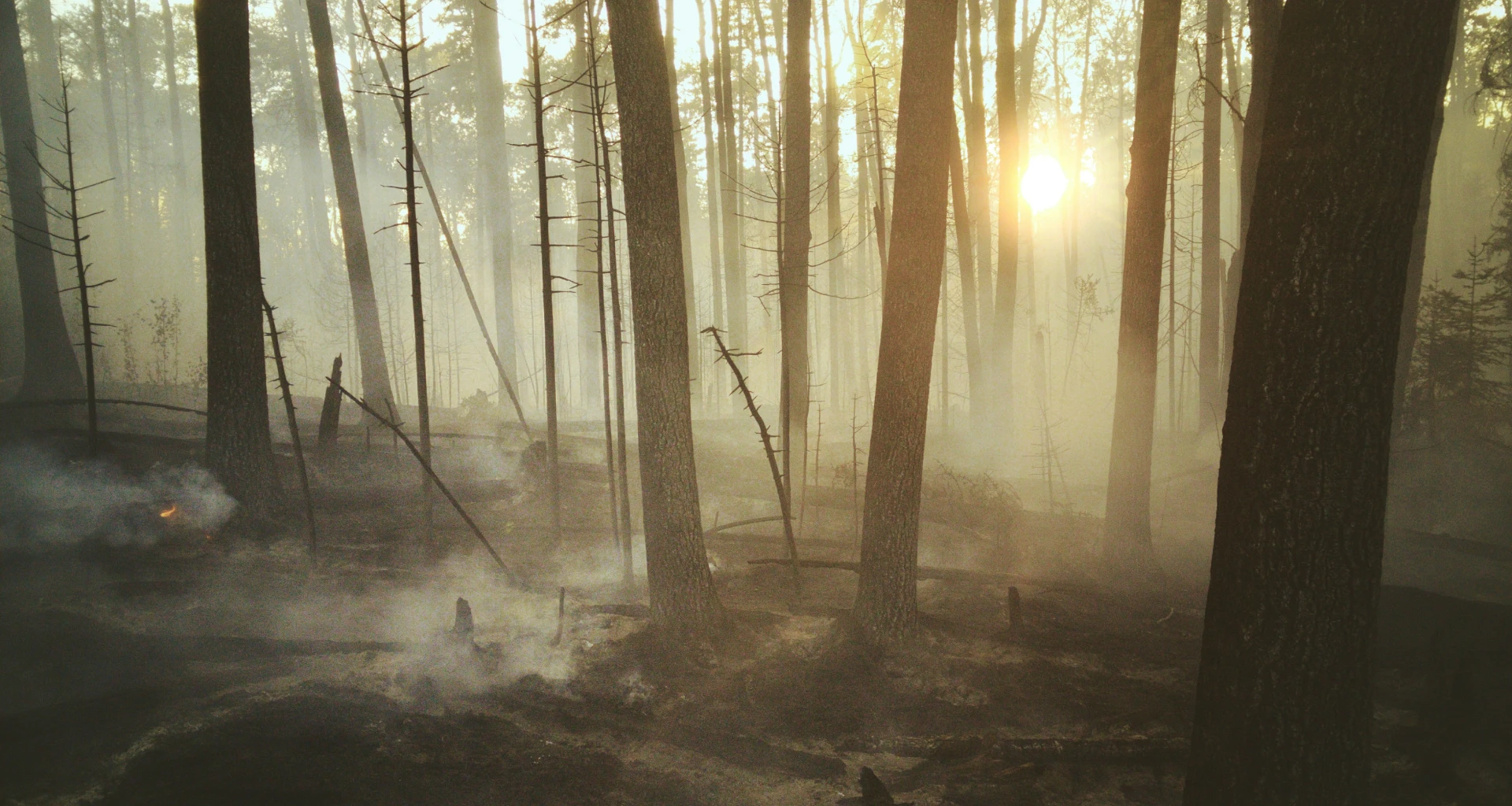 Forest filled with smoke and the sun