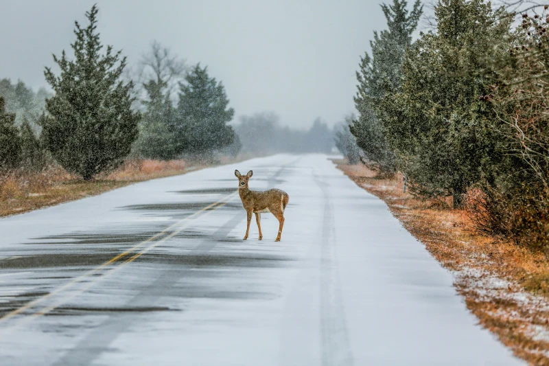 Deer standing in the middle of the road.